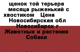 щенок той терьера 4 месяца рыженький с хвостиком › Цена ­ 4 500 - Новосибирская обл., Новосибирск г. Животные и растения » Собаки   